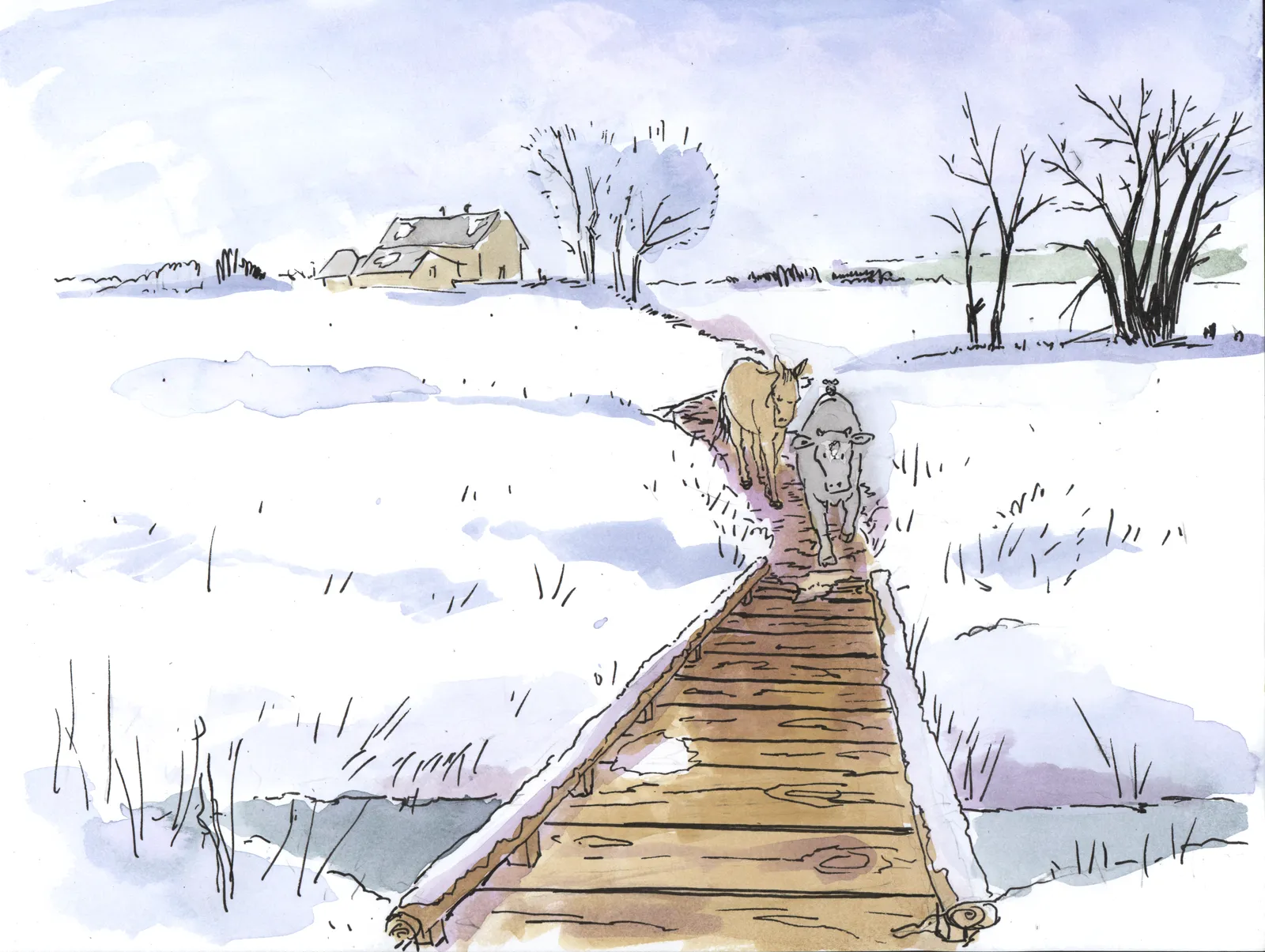 Two cattle walk down a wooden boardwalk through a snowy field past a distant farmhouse.
